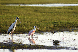 Roseate Spoonbill and Wood Stork